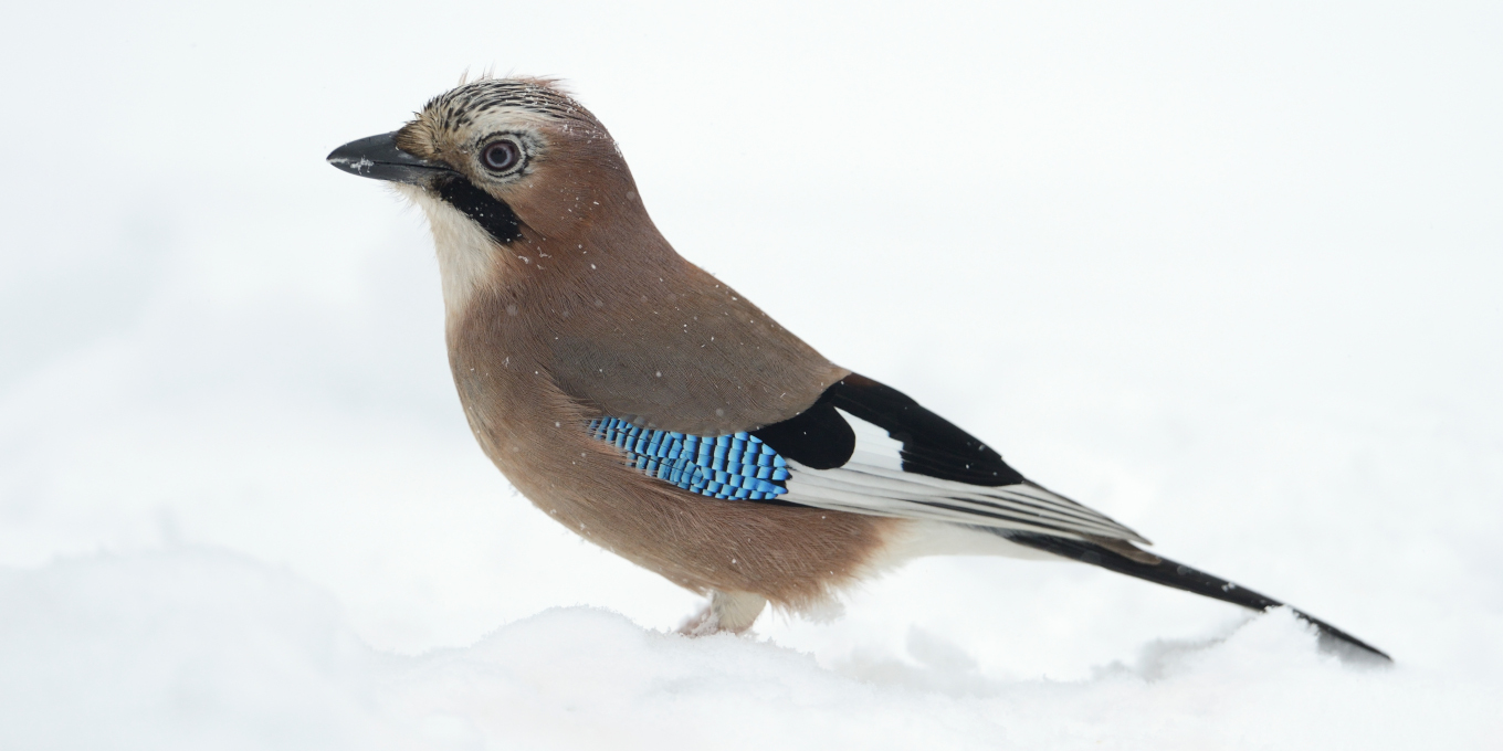 Geai des chênes (Garrulus glandarius) © Fabrice Cahez